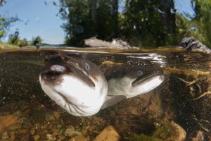 52054841 Colin Marshall Freshwater Eels tributary of the Wakapuaka River   TNC 2025 Oceania Photo Contest