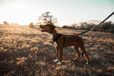Dog on lead. Unsplash. (4)