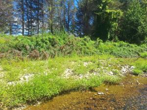 Weeds on Pigeon Creek following flood event