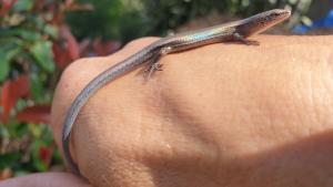 plague skink windinthetrees