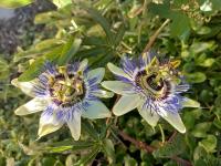Passion flower 1